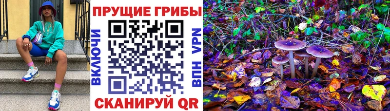 Купить где  Моздок  Галлюциногенные грибы Magic Shrooms 